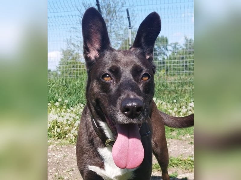 Arwen hat ihr Zuhause verloren, als sich ihre Halter scheiden ließen !