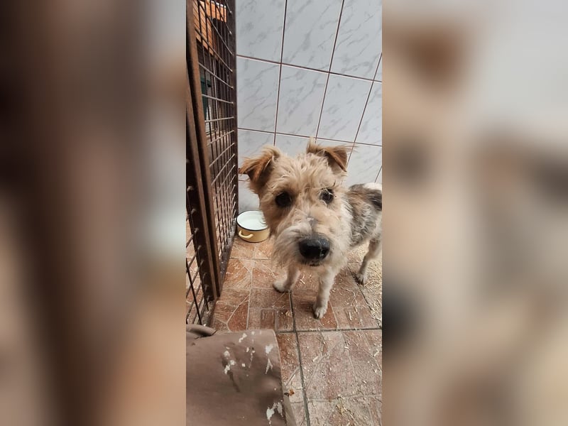 Niedlicher Picur im besten Alter..ein Typischer Terrier !