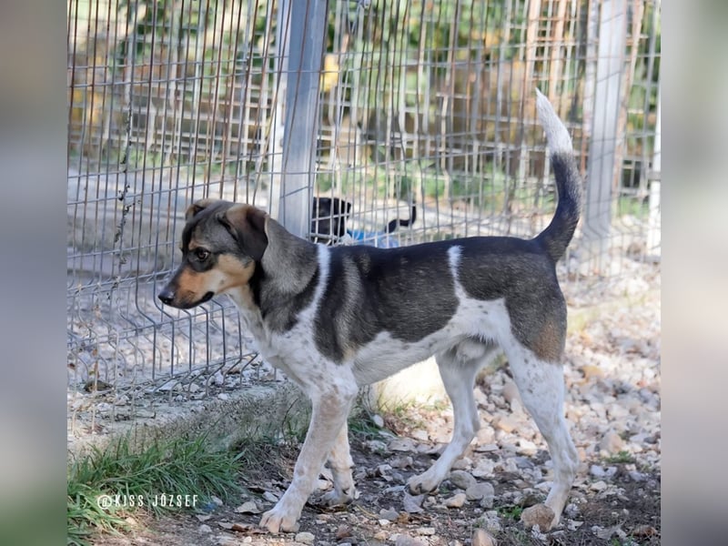 Grasa, ein ganz besonders hübscher Jungspund, der noch auf der Suche nach seinen Menschen ist !