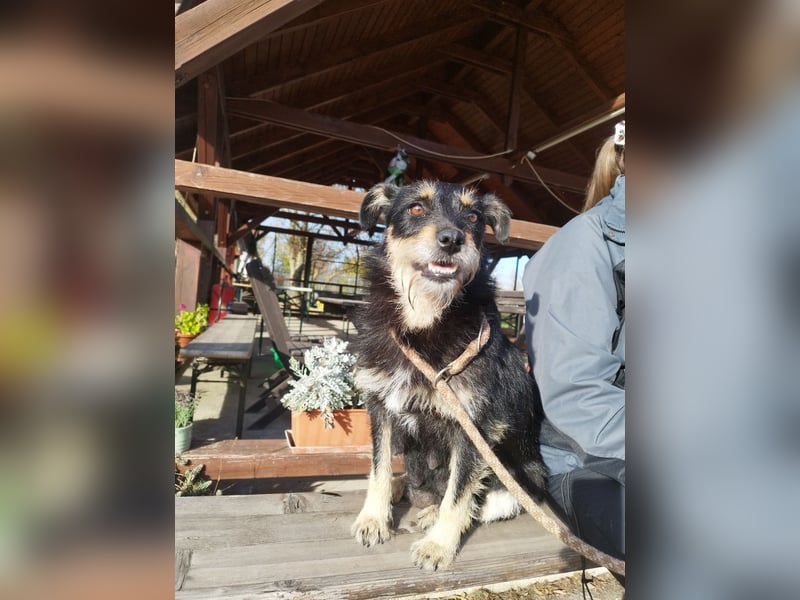 Mókus,  eine junge freundliche Hundemutter, sucht ihr Glück !