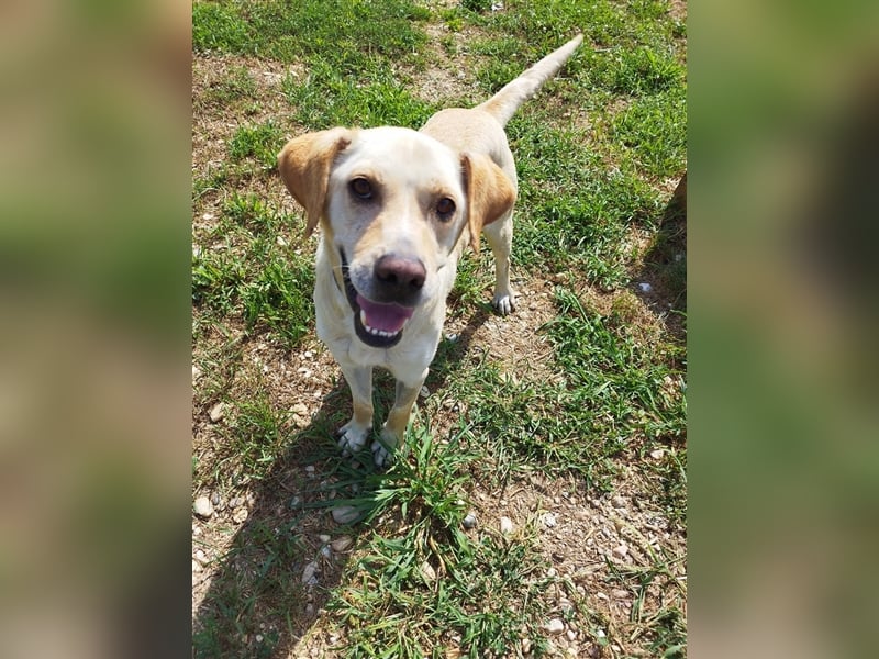 Freundlich lächelnder Igrici, evtl. Labbi Mix ?, sehnt sich nach eigener Familie !