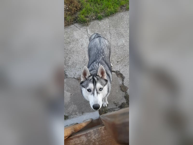 Lilit, wunderschöne Husky-Mix Hündin, ein Rohdiamant !