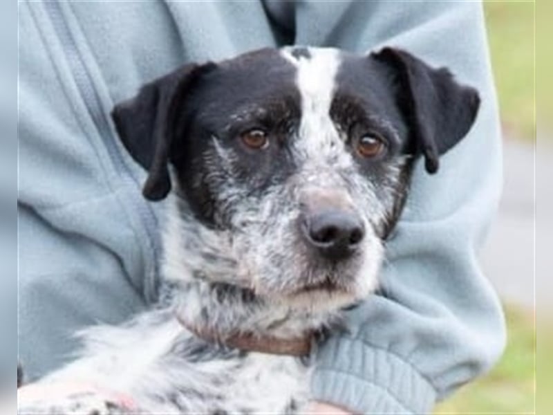 Hecsedli würde  gerne bei bewegungsfreudigen Menschen leben !