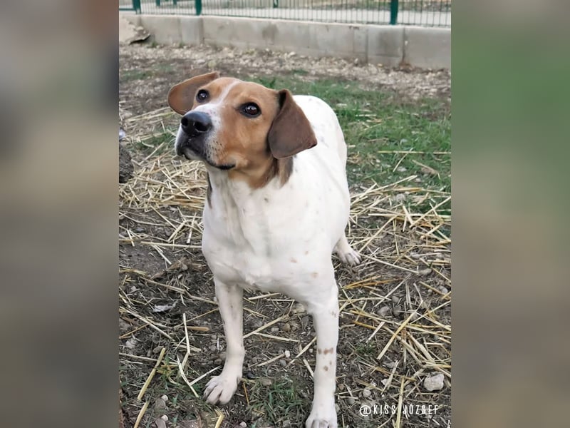 Freundliche Licsi sucht Menschen, die ihr viel Bewegung bieten !