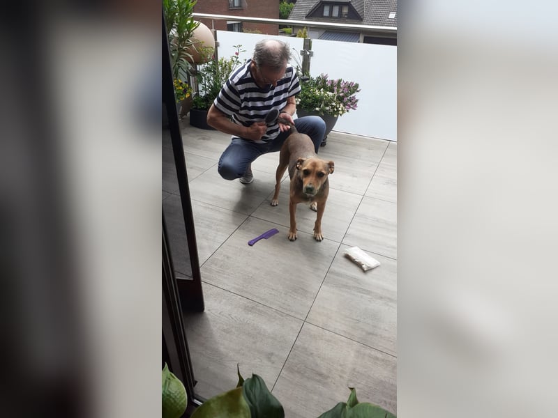 Sos für Liza ...sie verliert ihr Zuhause ! Es wird dringend ein Platz gesucht .