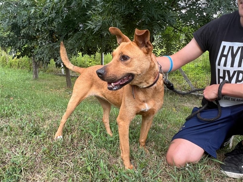 Babett sucht noch einmal ein liebevolles und fürsorgliches Zuhause