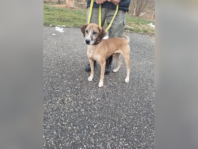 Jonas wurde von seinen Haltern alleine in einem Haus zurückgelassen