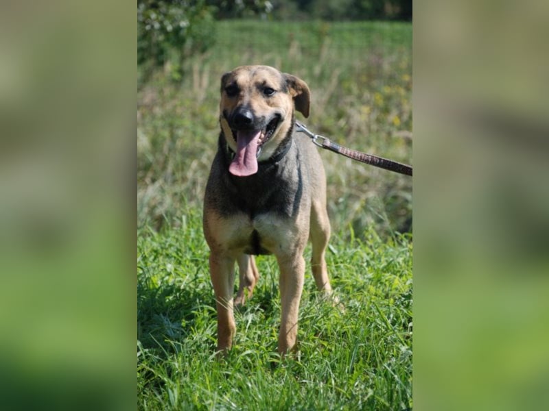 Artur 2, noch in Ungarn, möchte sein Leben als Streuner hinter sich lassen