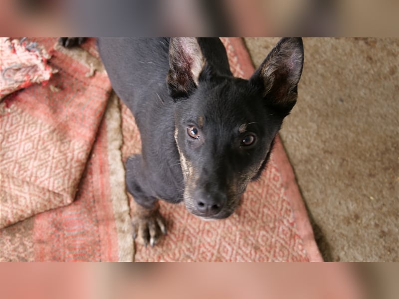 Robi, ein hübscher aktiver Junghund, der mit seinen Menschen bald die Welt erkunden möchte !