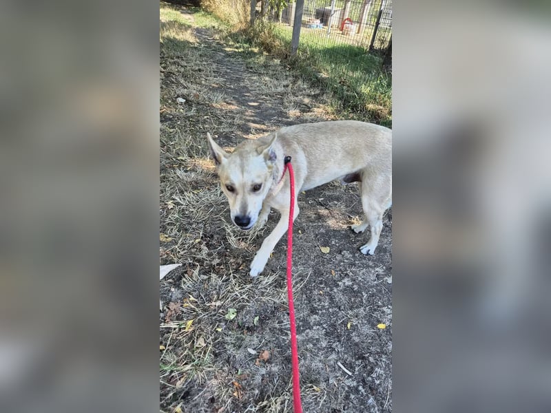 Herceg liebt den Kontakt zu Menschen und sollte bald das Tierheim verlassen !