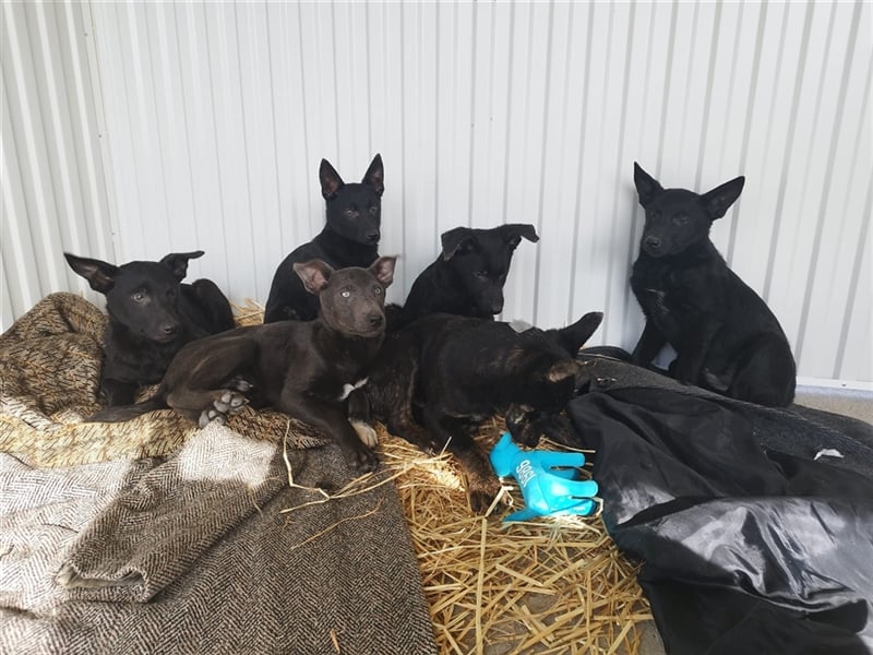 Robi, ein hübscher aktiver Junghund, der mit seinen Menschen bald die Welt erkunden möchte !
