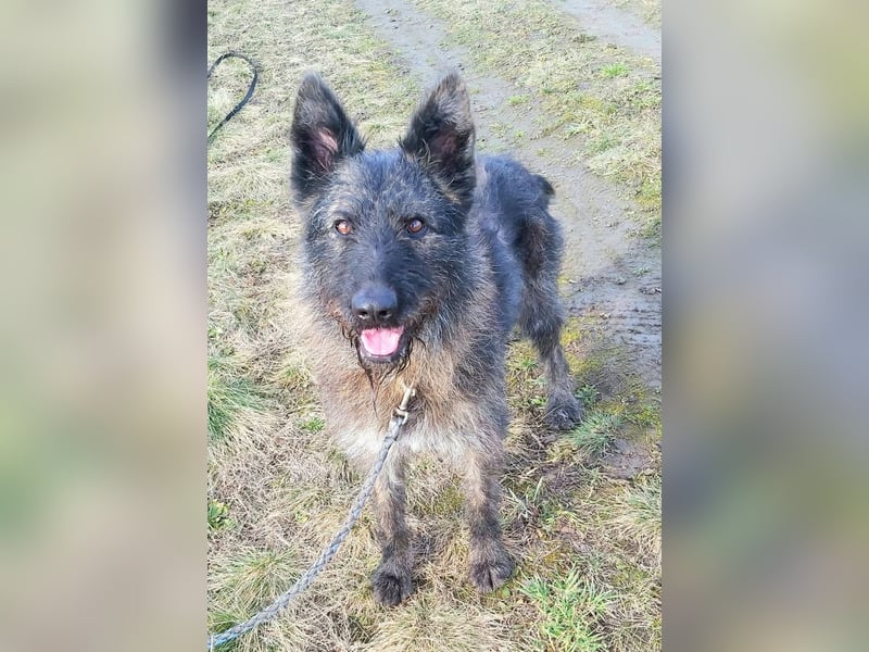 Freundliche und menschenbezogene  Wendy sucht liebevolle Familie !