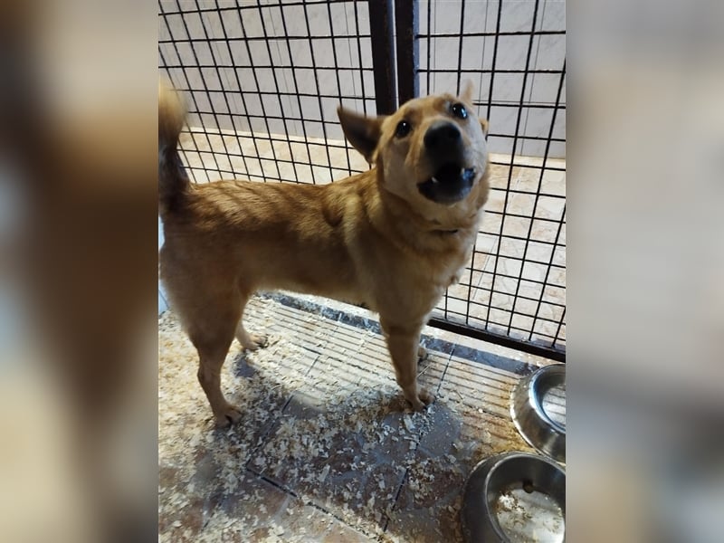 Csöpi wurde nicht mehr gewollt und ist jetzt wieder auf der Suche nach einem schönen Zuhause !