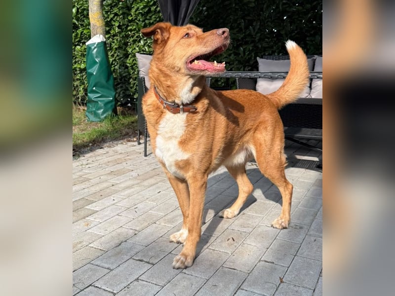 SOS für den hübschen Robin ! Bereits in Deutschland..hat leider sein Zuhause verloren !
