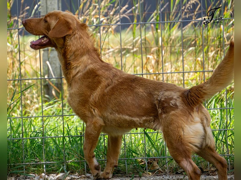 Mirtill, ein bezaubernde aktive Hündin sucht ihr "Für-immer-Zuhause "!