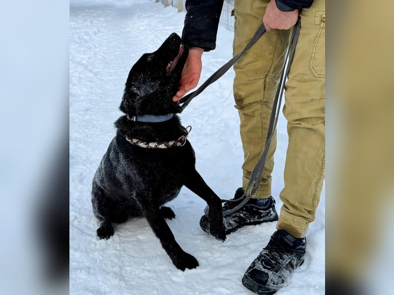 Quirlige Boszi möchte ein vollwertiges Familienmitglied werden !