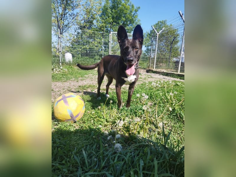 Arwen hat ihr Zuhause verloren, als sich ihre Halter scheiden ließen !