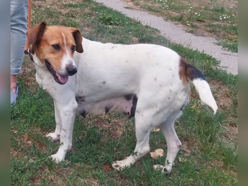 Freundliche Licsi sucht Menschen, die ihr viel Bewegung bieten !