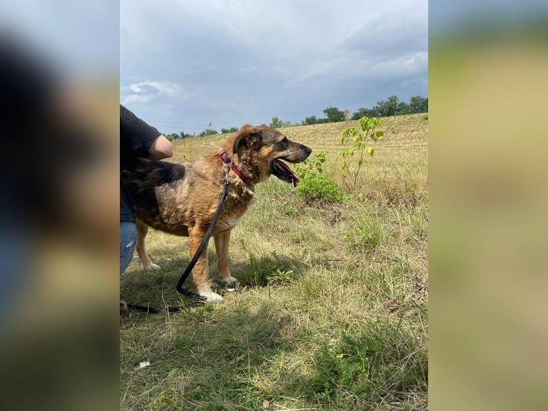 Großer Kuschelhund Original wäre gerne Einzelhund !