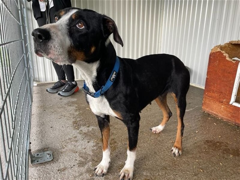Elizabeth mit dem seelevollen Blick wurde aus sehr schlechten Verhältnissen gerettet !