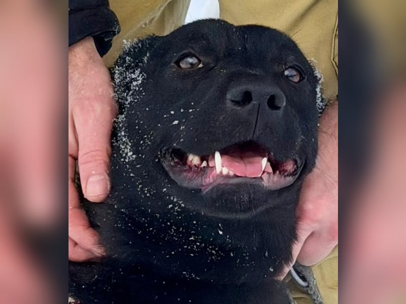 Quirlige Boszi möchte ein vollwertiges Familienmitglied werden !