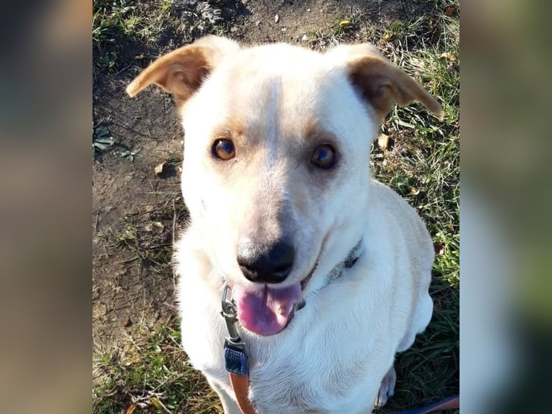 Der hübsche Milo hat eine unbeschreiblich schlechte Vergangenheit, die er gerne hinter sich lassen m