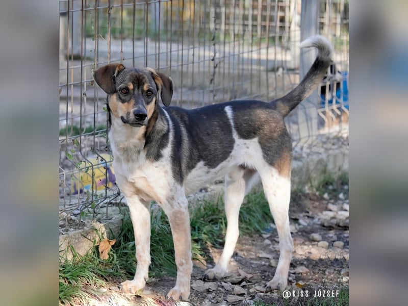 Grasa, ein ganz besonders hübscher Jungspund, der noch auf der Suche nach seinen Menschen ist !