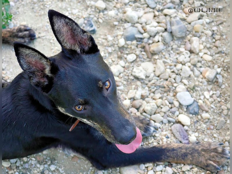 Robi, ein hübscher aktiver Junghund, der mit seinen Menschen bald die Welt erkunden möchte !