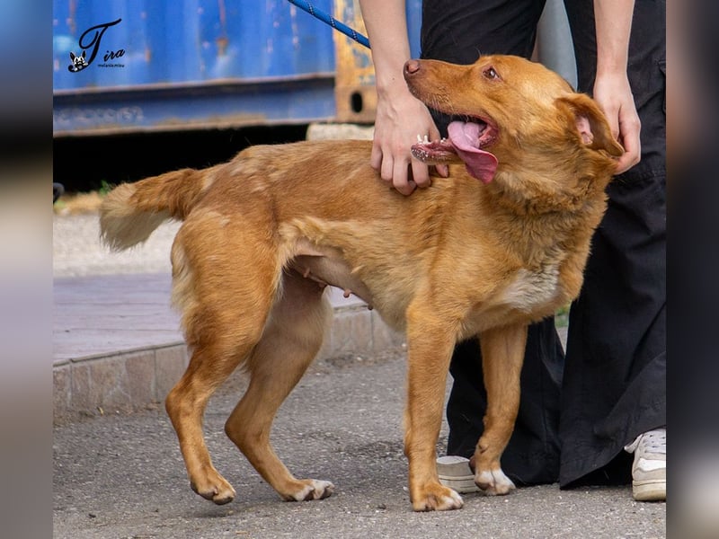 Mirtill, ein bezaubernde aktive Hündin sucht ihr "Für-immer-Zuhause "!