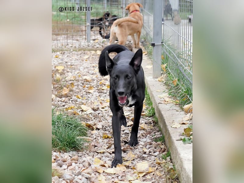 Cuki ist eine freundliche bewegungsfreudige Hündin !