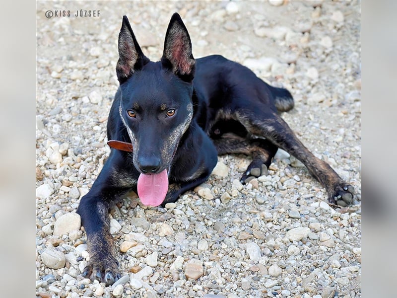Robi, ein hübscher aktiver Junghund, der mit seinen Menschen bald die Welt erkunden möchte !