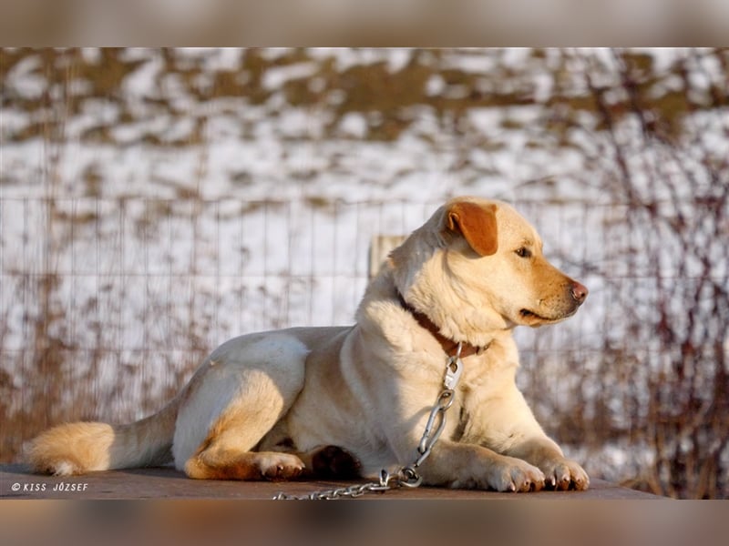 Wer hilft Zsemle, Menschen wieder zu vertrauen?