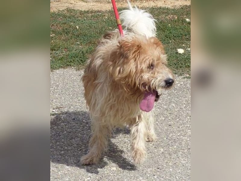 Niedlicher Picur im besten Alter..ein Typischer Terrier !