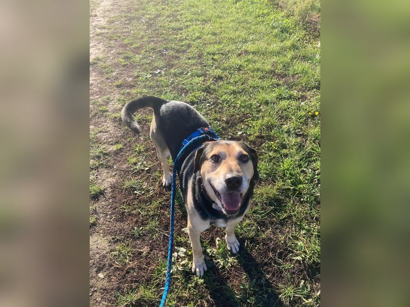 Levi (Levente) lebt auf einer Pflegestelle in Nettetal !