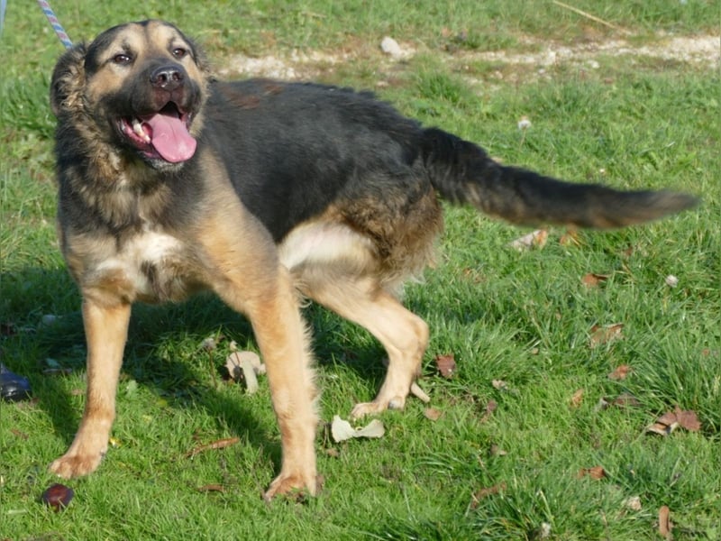 Harcos, der Kämpfer, Lebenslust auf 3 Beinen !