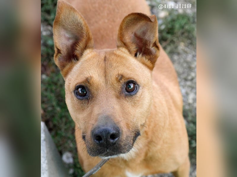 Babett sucht noch einmal ein liebevolles und fürsorgliches Zuhause