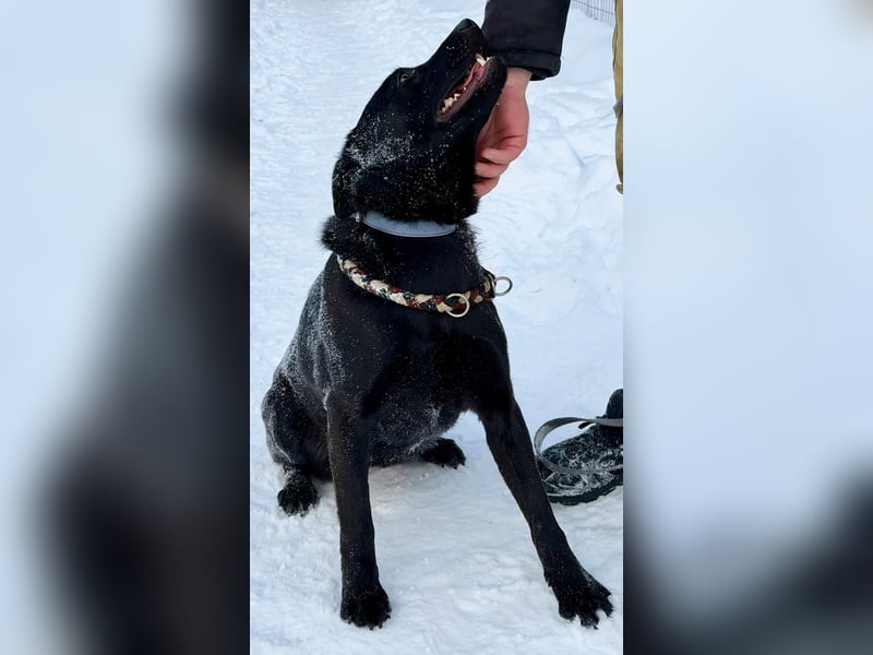 Quirlige Boszi möchte ein vollwertiges Familienmitglied werden !