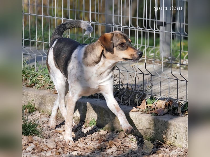 Grasa, ein ganz besonders hübscher Jungspund, der noch auf der Suche nach seinen Menschen ist !