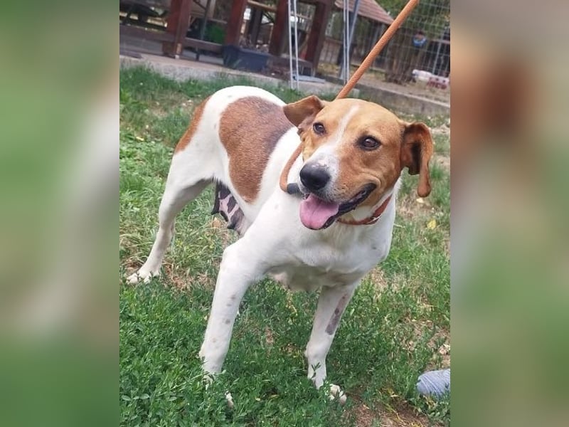 Freundliche Licsi sucht Menschen, die ihr viel Bewegung bieten !