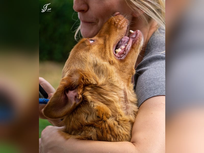 Mirtill, ein bezaubernde aktive Hündin sucht ihr "Für-immer-Zuhause "!