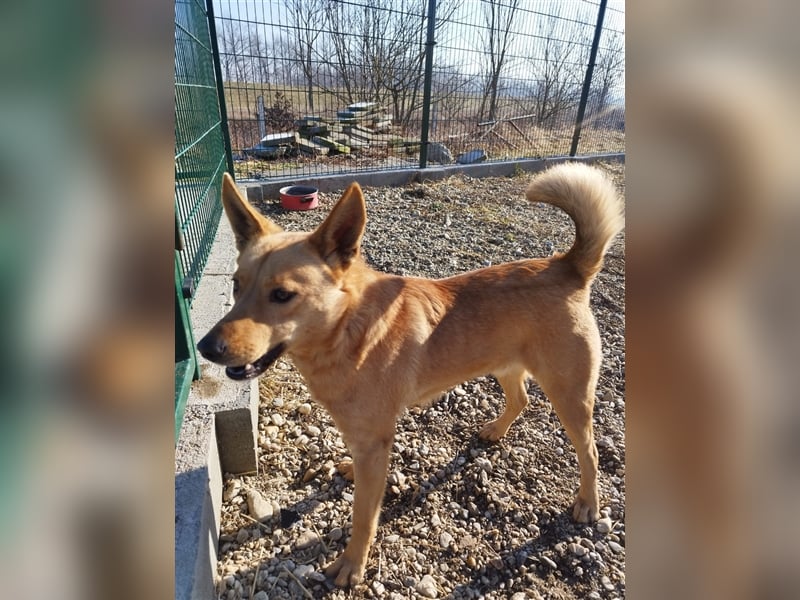 Csöpi wurde nicht mehr gewollt und ist jetzt wieder auf der Suche nach einem schönen Zuhause !