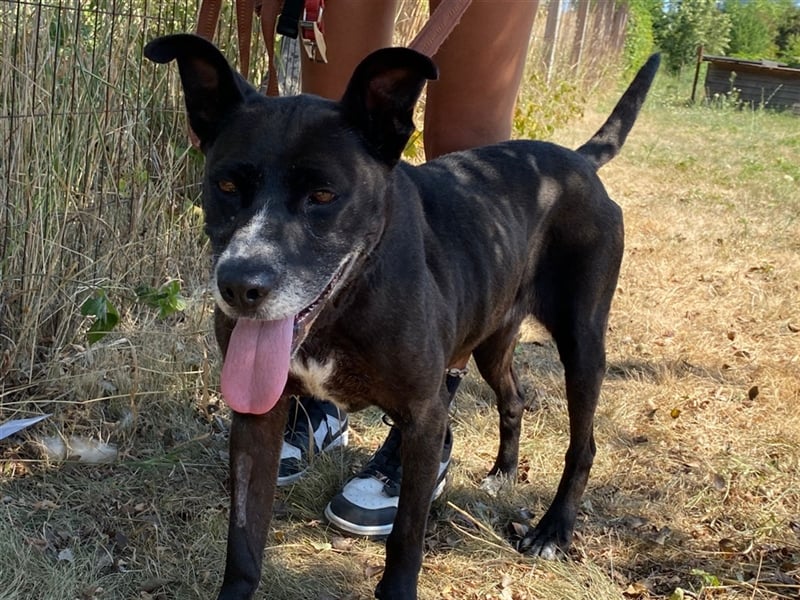 Keszi sucht ihr Glück,nachdem sie von ihrem Besitzer wieder ans  Tierheim zurückgegeben wurde !eben.