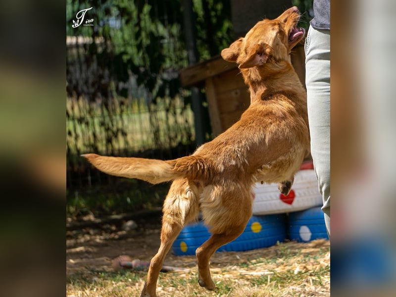 Mirtill, ein bezaubernde aktive Hündin sucht ihr "Für-immer-Zuhause "!