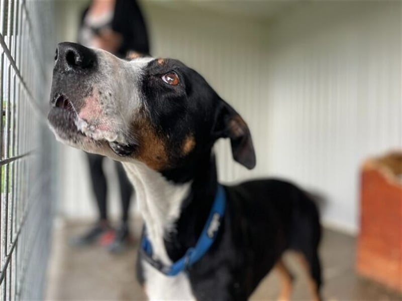 Elizabeth mit dem seelevollen Blick wurde aus sehr schlechten Verhältnissen gerettet !