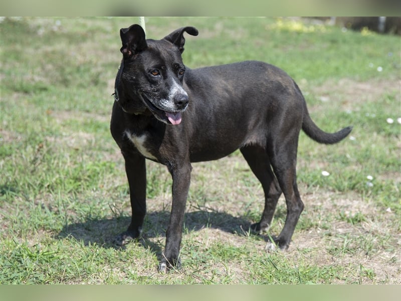 Keszi sucht ihr Glück,nachdem sie von ihrem Besitzer wieder ans  Tierheim zurückgegeben wurde !eben.