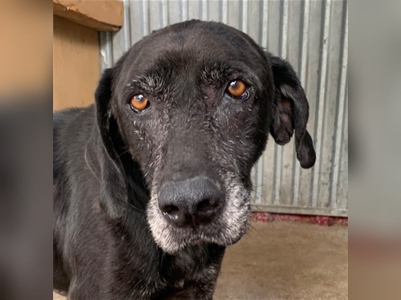 Topi, ein alter verlassener Rüde, sucht nochmal sein Glück !
