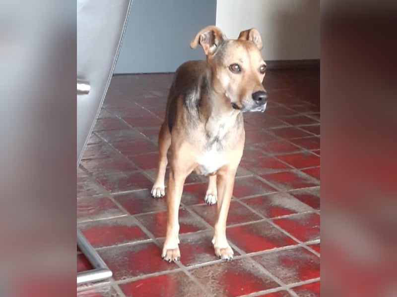 Sos für Liza ...sie verliert ihr Zuhause ! Es wird dringend ein Platz gesucht .