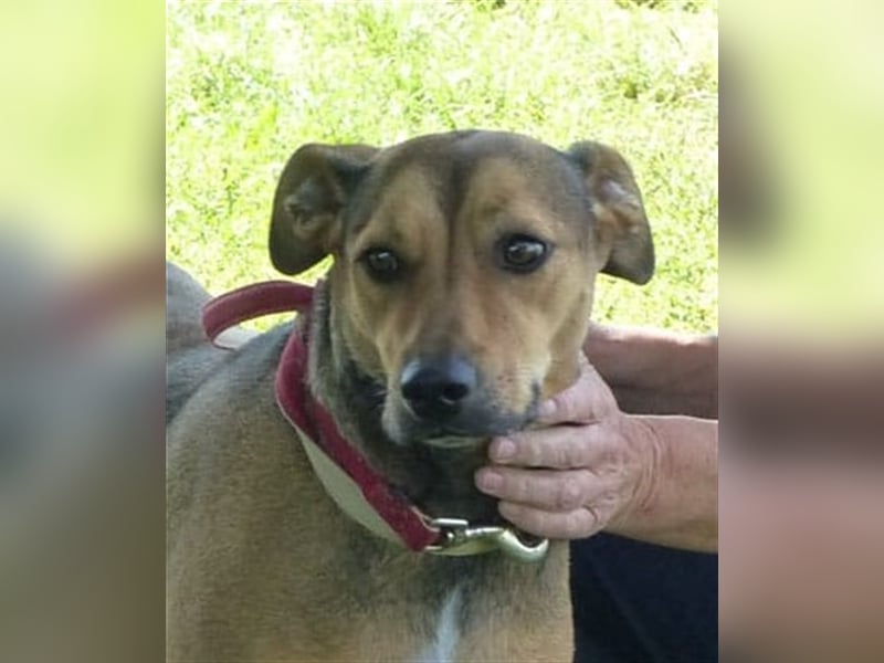Sos für Liza ...sie verliert ihr Zuhause ! Es wird dringend ein Platz gesucht .