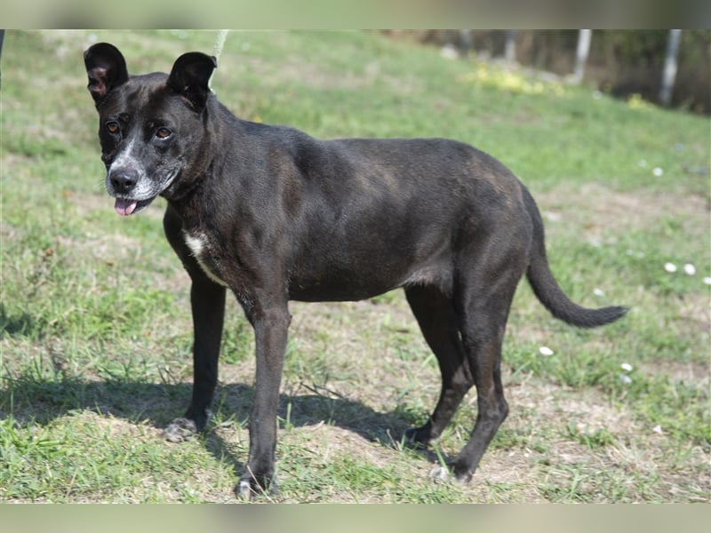 Keszi sucht ihr Glück,nachdem sie von ihrem Besitzer wieder ans  Tierheim zurückgegeben wurde !eben.