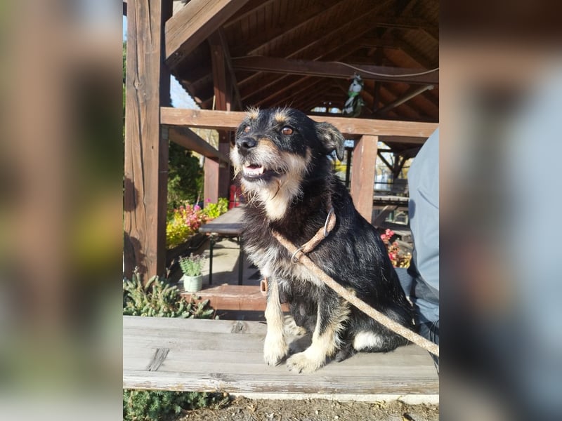 Mókus,  eine junge freundliche Hundemutter, sucht ihr Glück !